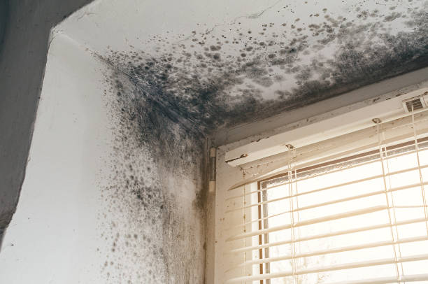Trusted Black Mold Removal service in Gaylord, MI - Cheap Mold Removal